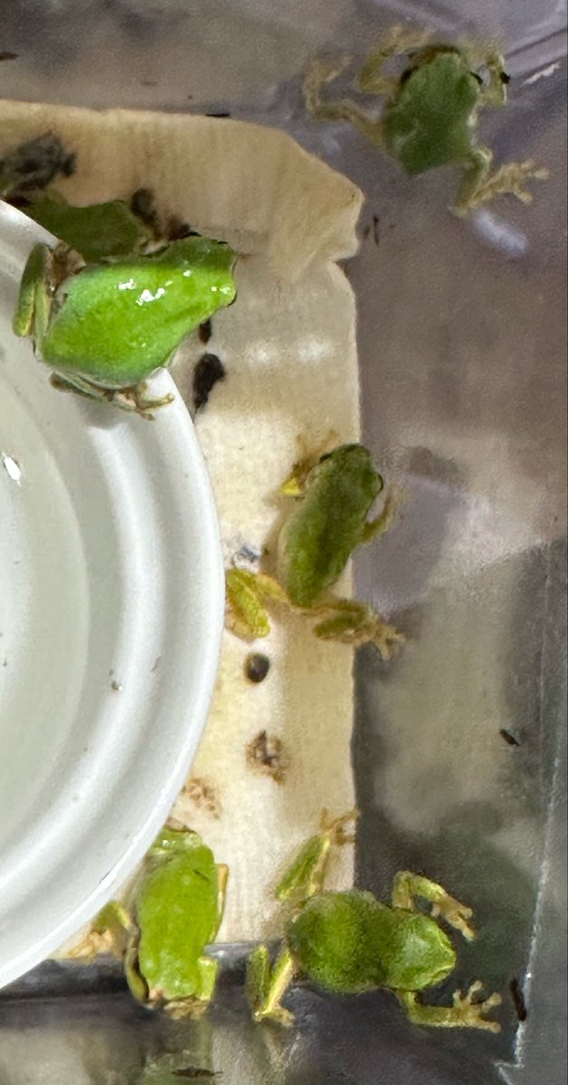 animal_KOBAR's tweet photo. アマガエルたくさん入荷しましたー🐸20匹位います🫡
小さいコオロギ食べてます🦗
#札幌爬虫類 #animalkobar #アニマルコバー #コバー #札幌爬虫類ショップ #アマガエル https://t.co/uTM9wvV4Ha