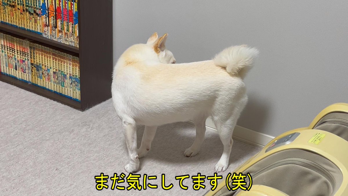 enjyuro's tweet photo. 炎寿郎 ～動物編～ 白豆柴の小雪
【今週の画像】

今週も皆様にとって良い週になりますように🙏

今日こちらは１日雨で、現在も降っております😓

明日は台風25号により、関東で大雨や暴風に警戒が必要で、東海・北陸・甲信・東北南部でも雨の強まる可能性が有ります。

該当地域の方はお気を付け下さい。

画像は先週の動画 【めっちゃ見てる７】 から切り取りました。

お楽しみ頂けましたら、嬉しいです😊

この後、尻尾を追ってクルクル回ってましたよ～♪😆

#白豆柴の小雪　#めっちゃ見てる犬　#尻尾を気にする犬