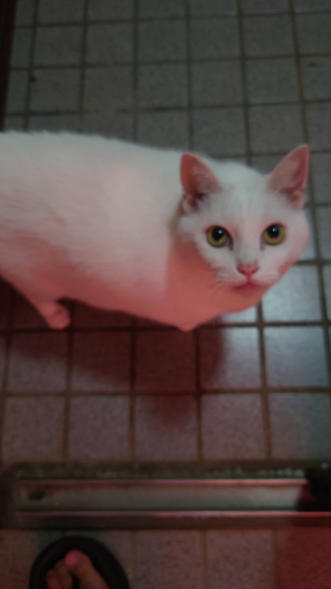 Yugendo's tweet photo. なんか珍しいくらいオレンジ色になった夕焼けに照らされキャット https://t.co/KyQUd3PNXS