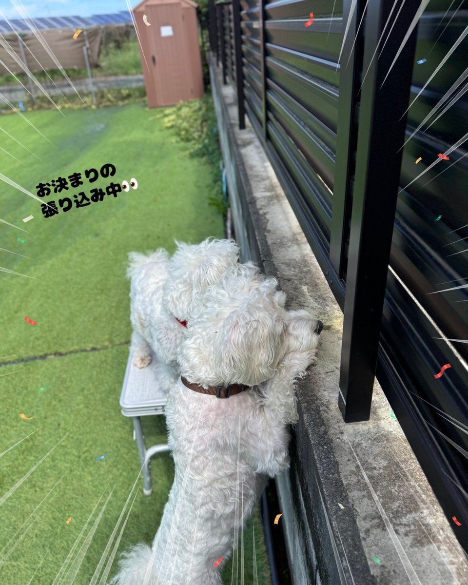 skyblue0391's tweet photo. 阿見町貸切ドッグラン　スカイブルー

遊びに来てくれたワンちゃんです
またお待ちしています🐾

１名様〜グループまで貸切で遊んで頂けます🐶

ご予約はXに予約空きカレンダー載せていますので確認して頂き、LINE又はメールでご連絡お待ちしています🌼 https://t.co/q1fGKY5CbR