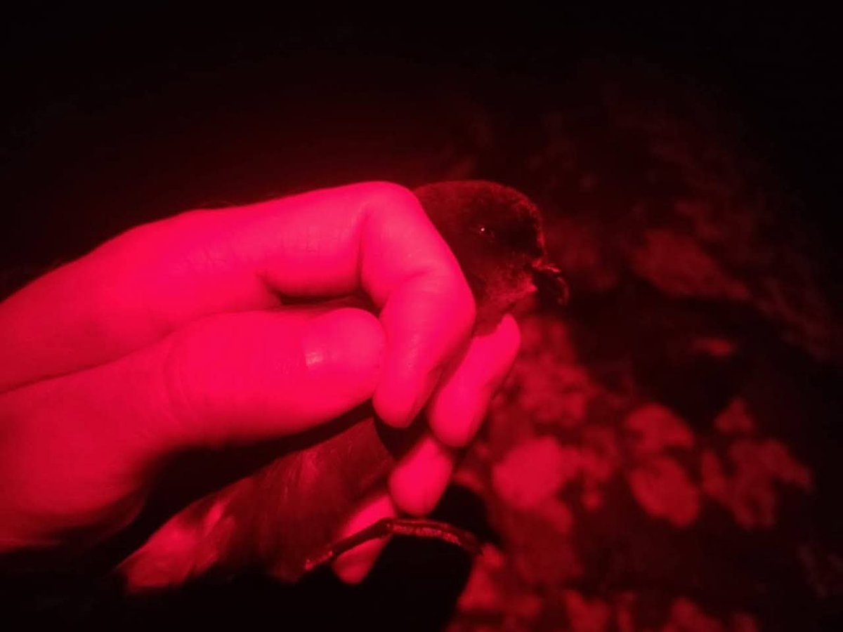 IsleofGighabird's tweet photo. This control of a ringed Storm Petrel is the first from the Isle of Gigha. It demonstrates the quite typical behaviour of a younger bird being ringed while exploring a potential breeding colony and then being retrapped in breeding condition at another location the following year. https://t.co/Qo6rKwiSit