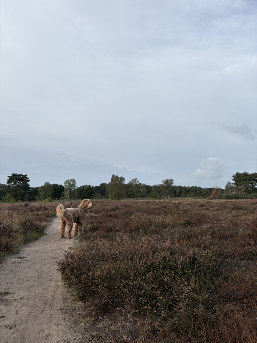 StephanvanHuis's tweet photo. 08.30 uur Zondagochtendrondje #holger #GroevenbeekseHeide #Ermelo https://t.co/PgWxUMR270