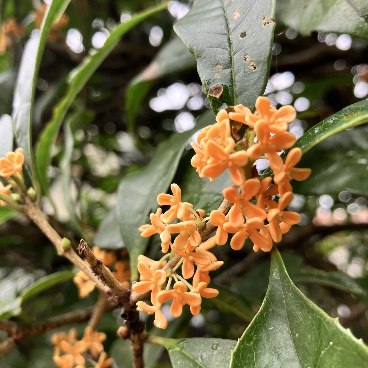 YumeNotexist's tweet photo. 2026年9月20日（日）

ベランダの台風対策🌀
オリー��の木を縛りつけたり
観葉植物は室内へ
掃除と剪定もしたりして
やっと終わりました😅

皆様も安全第一で👍

写真は一昨日見かけた街路樹
#金木犀 https://t.co/6WmtX88nxs
