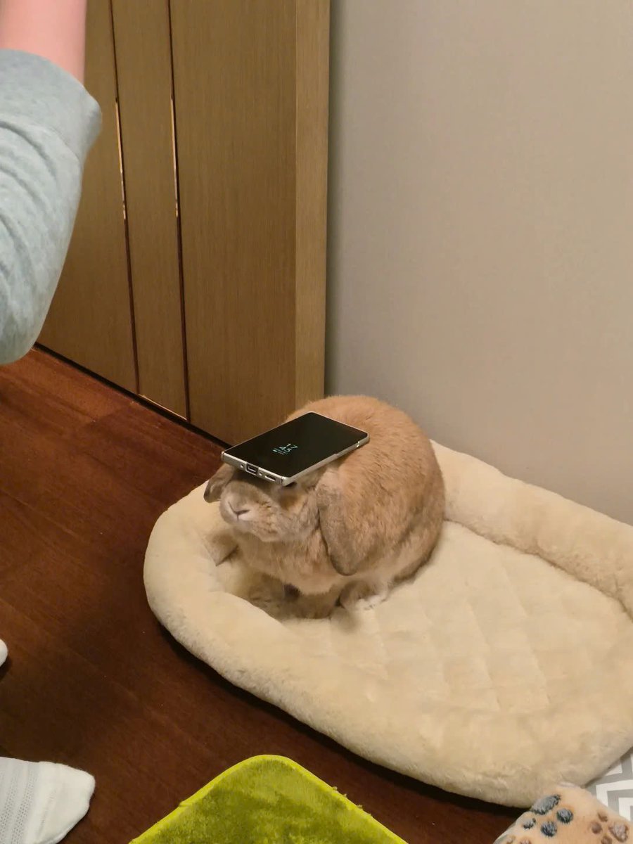 ShouldHaveRabit's tweet photo. Hold my calls. https://t.co/LPxw0hzXEW
