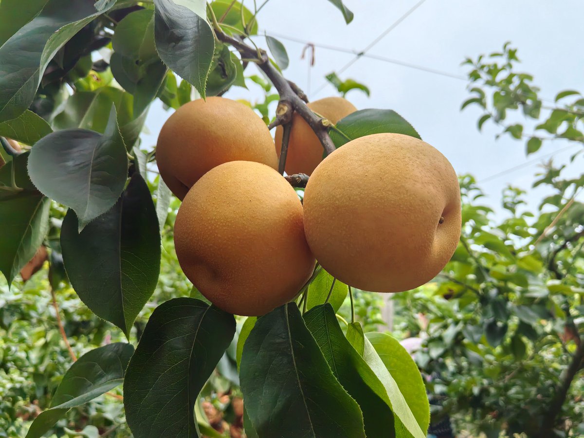 JunJunxigua's tweet photo. autumn fruits https://t.co/nwMp71PKd0