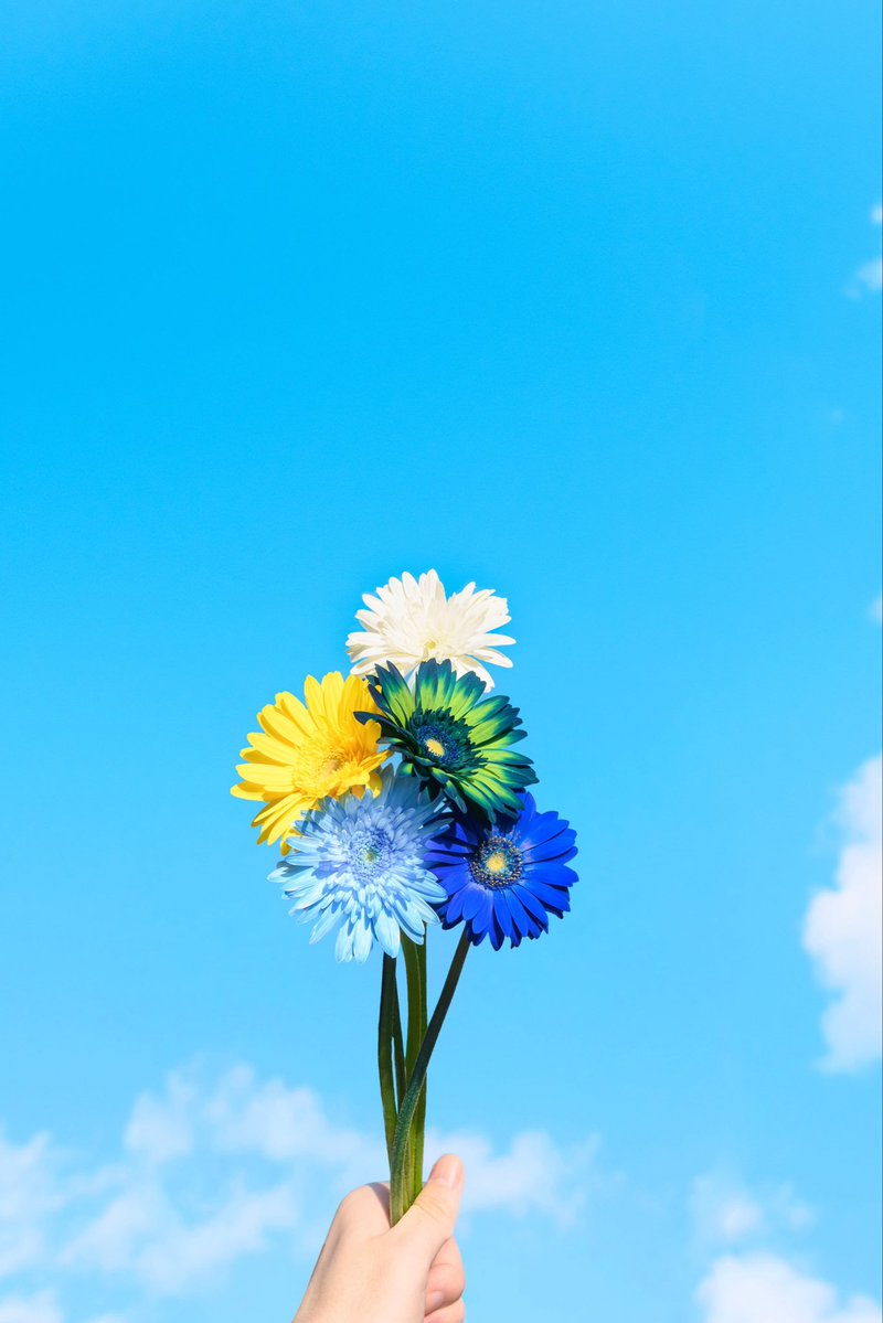 Noah_photobook's tweet photo. Flower. https://t.co/UD6WEk0uH7