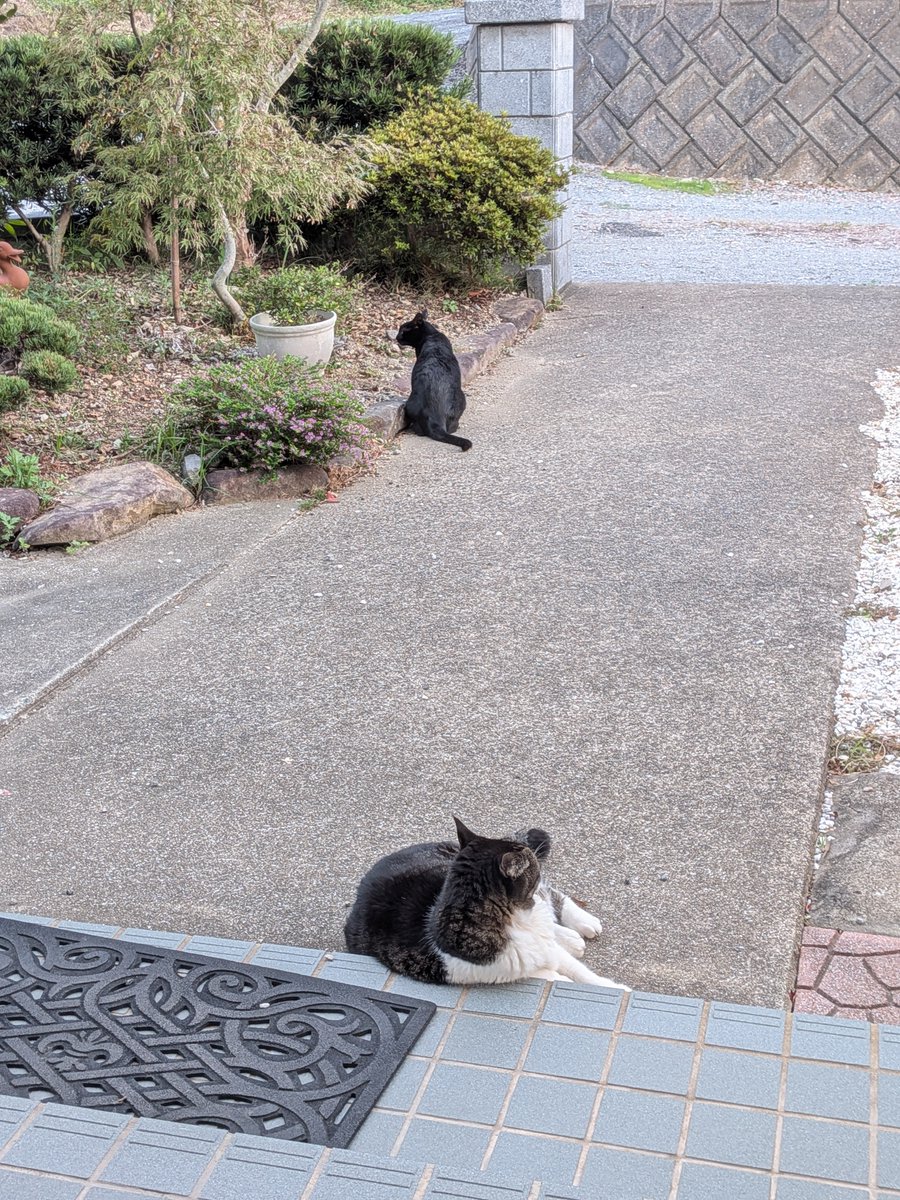 lilie_lowe's tweet photo. 今日の夕涼み猫 https://t.co/r1EVbMUbTi
