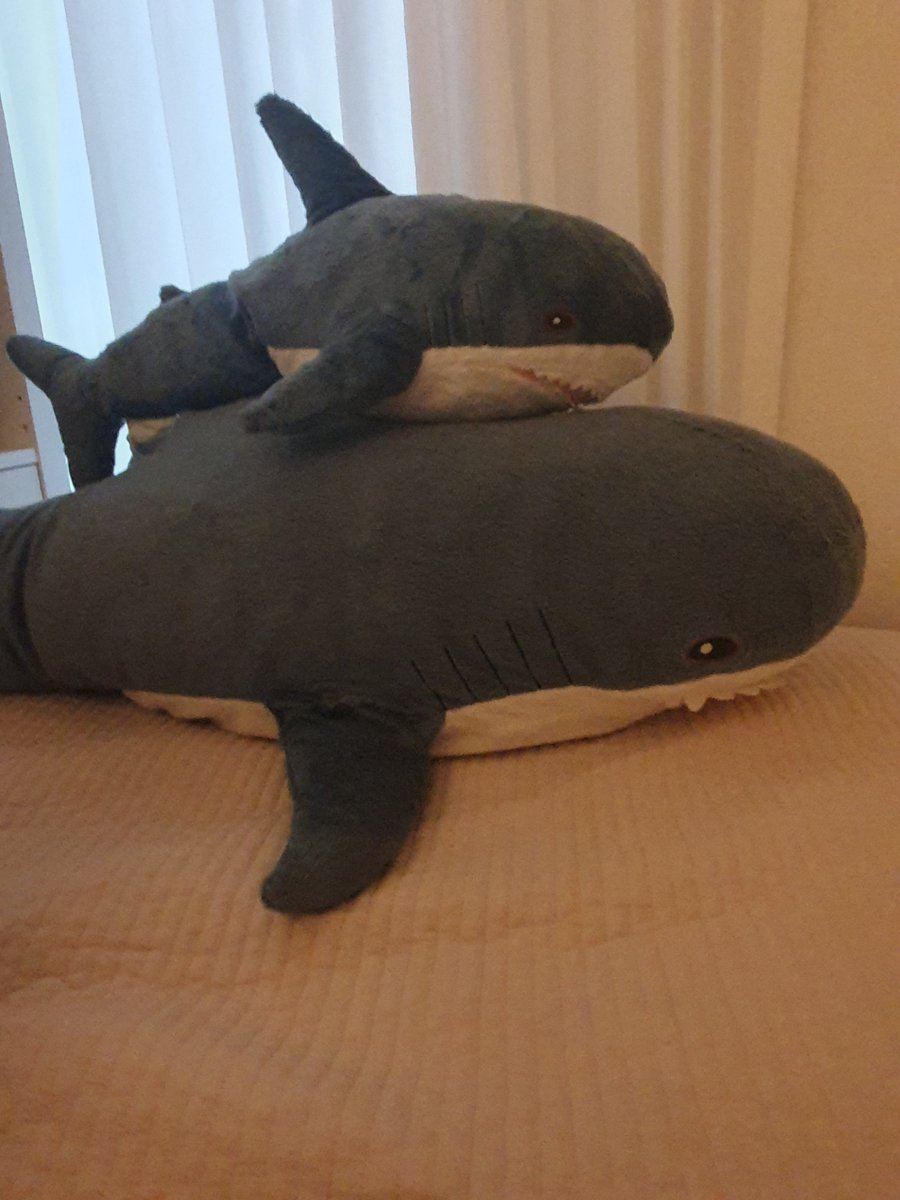 hiroshi380486's tweet photo. 저는 상어가 좋습니다. #shark https://t.co/lfxK884y18