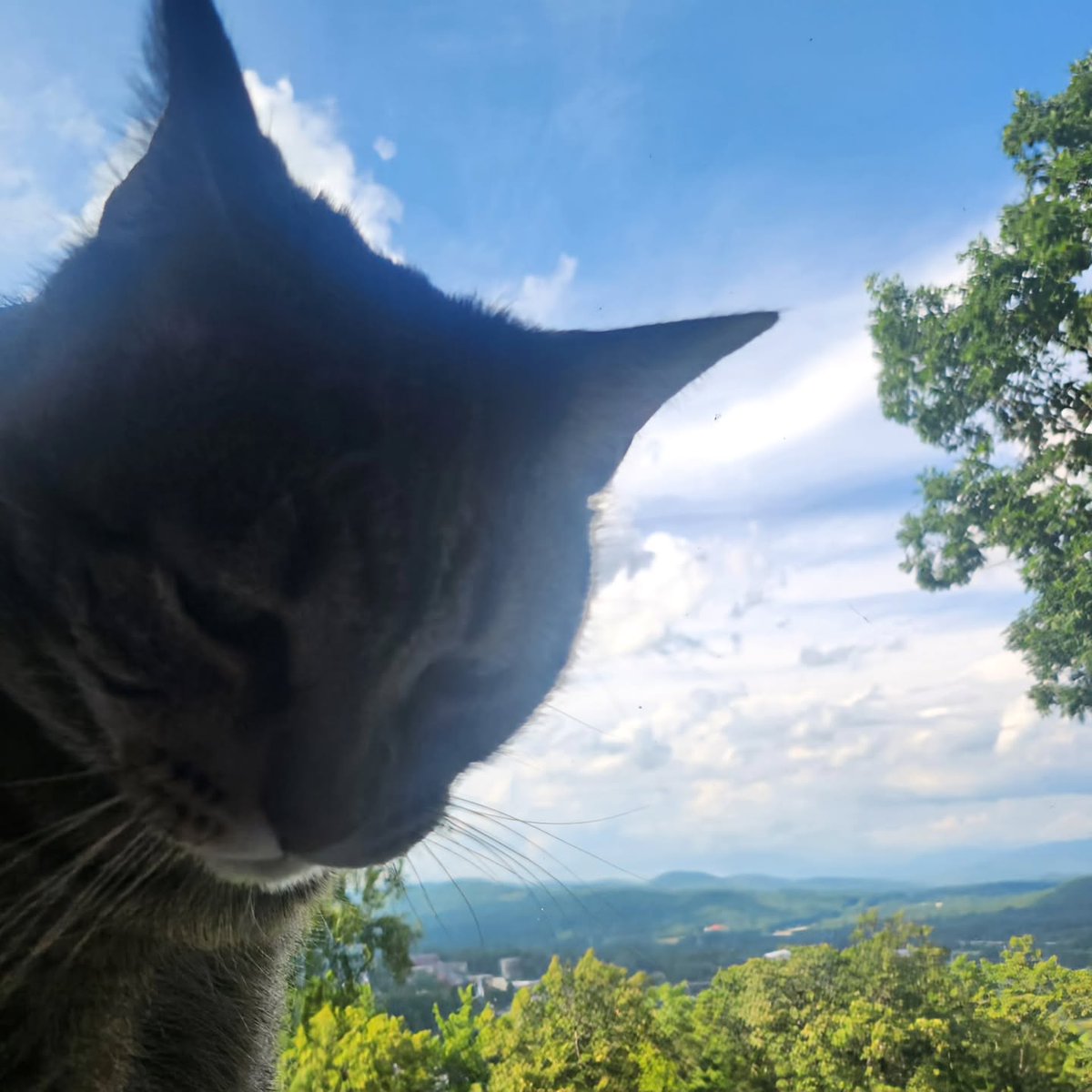 OscarMosty's tweet photo. Day 2707 Forest is helping me with this morning's workout. https://t.co/iunHMtbj1o