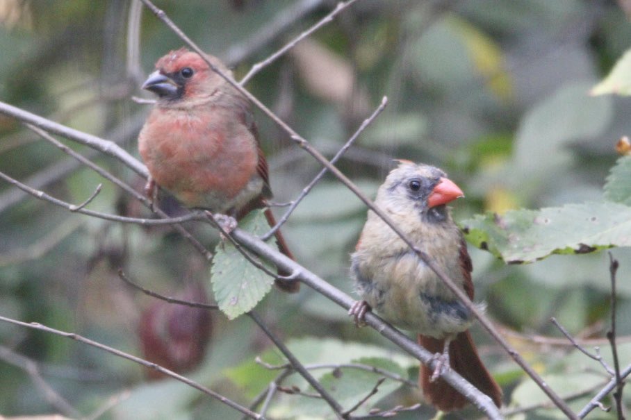 CatharineYogi's tweet photo. Lovely poses from Mama and her fledgling! These two have been around a lot lately, Mama is still offering seeds ❤️ #northerncardinal #birds #birdphotography #BirdTwitter #TwitterNatureCommunity #TwitterNaturePhotography ❤️ https://t.co/CyqdMy8HCm