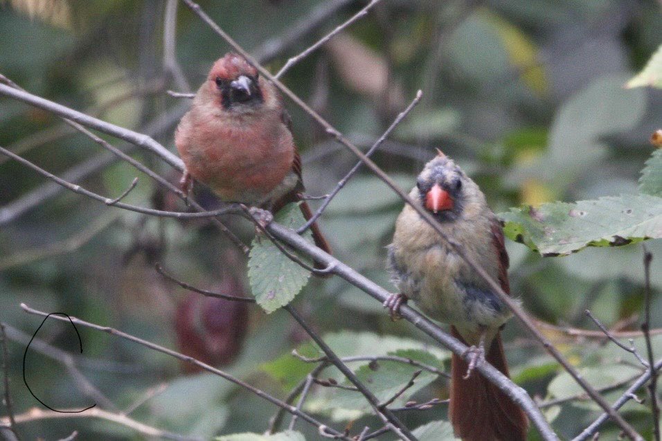 CatharineYogi's tweet photo. Lovely poses from Mama and her fledgling! These two have been around a lot lately, Mama is still offering seeds ❤️ #northerncardinal #birds #birdphotography #BirdTwitter #TwitterNatureCommunity #TwitterNaturePhotography ❤️ https://t.co/CyqdMy8HCm