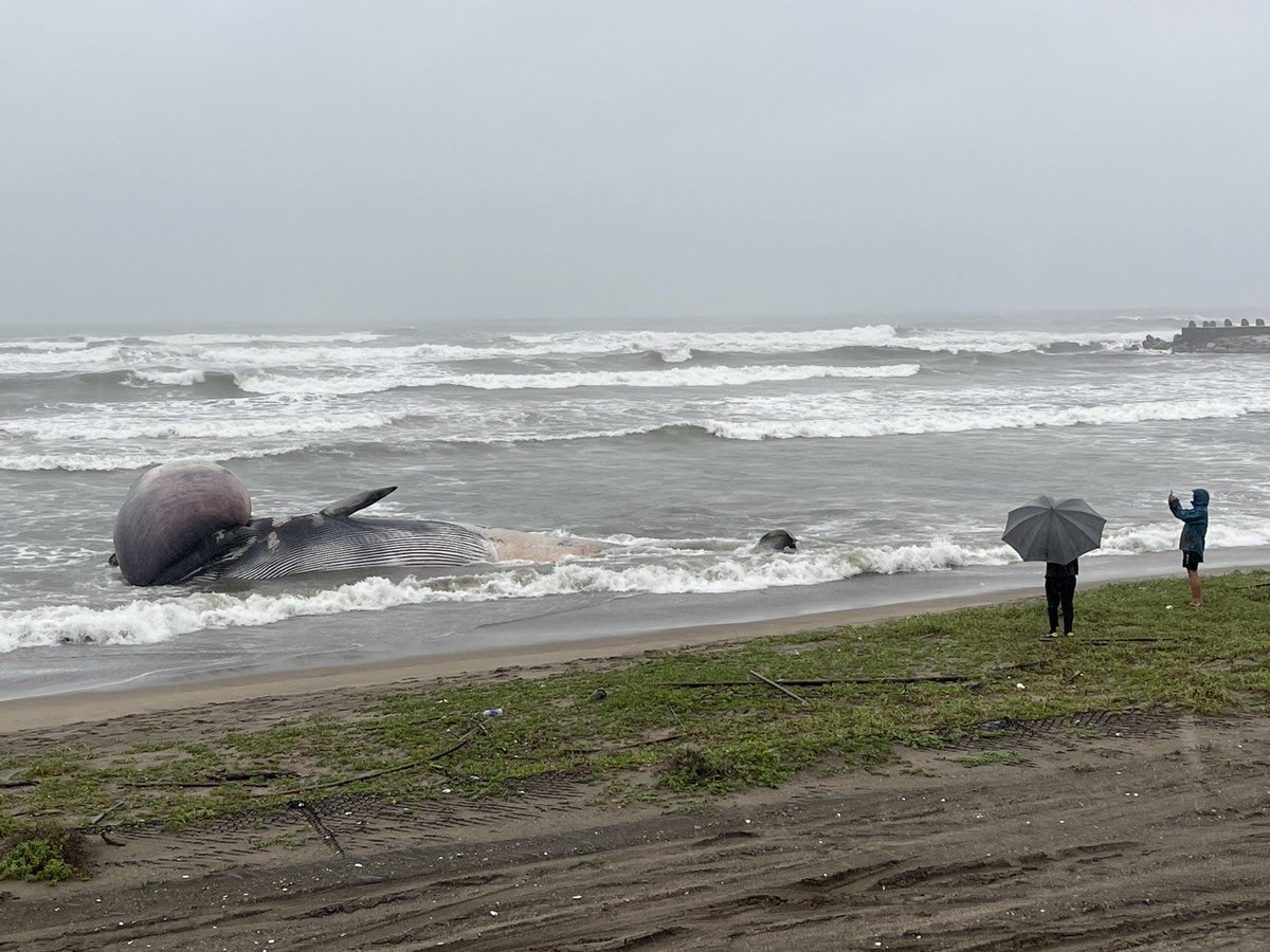 BodyboarderM's tweet photo. 匝瑳市の海岸に17mのクジラが打ち上がってます。頭部がかなり膨らんでいて爆発寸前。 https://t.co/LCBI686npT