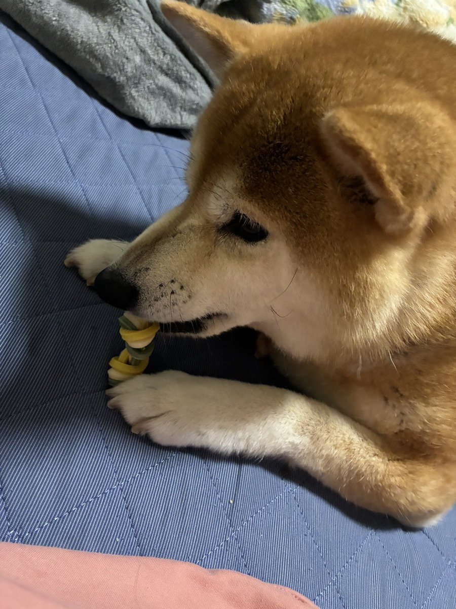 kipopipop's tweet photo. 新しい味（おいもさん）のガムを確認

→うま！の顔 https://t.co/hEkVoBsTCb