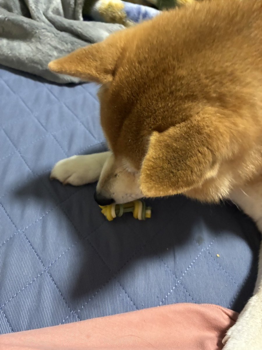 kipopipop's tweet photo. 新しい味（おいもさん）のガムを確認

→うま！の顔 https://t.co/hEkVoBsTCb