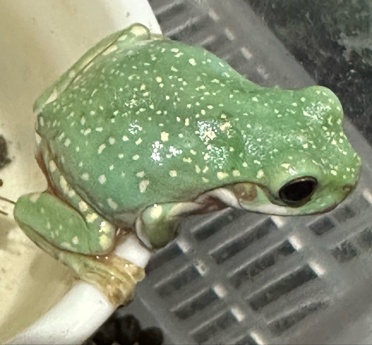 animal_KOBAR's tweet photo. イエアメガエル(スーパースノーフレーク)🐸入荷しました😉
全身に白いスポットがびっしり入っていて、非常に美しいです🤩
小さいコオロギ食べてます🦗
#札幌爬虫類 #animalkobar #アニマルコバー #コバー #札幌爬虫類ショップ #イエアメガエルスーパースノーフレーク https://t.co/CRe2FgclEZ