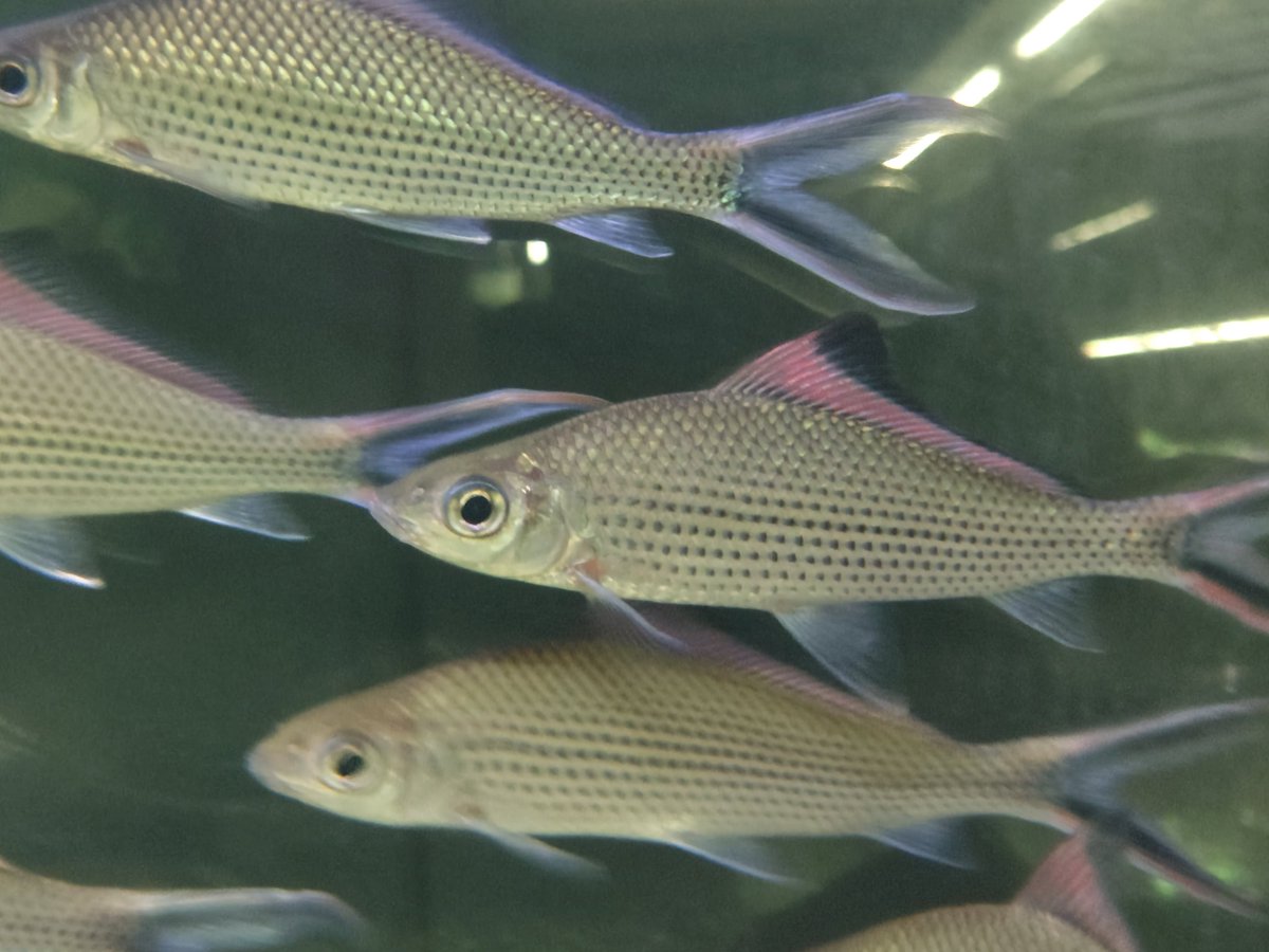 S_Pisces2026's tweet photo. ラビオバルブス フェスティバス
ボルネオ   15cm± https://t.co/nBhutaUJA4