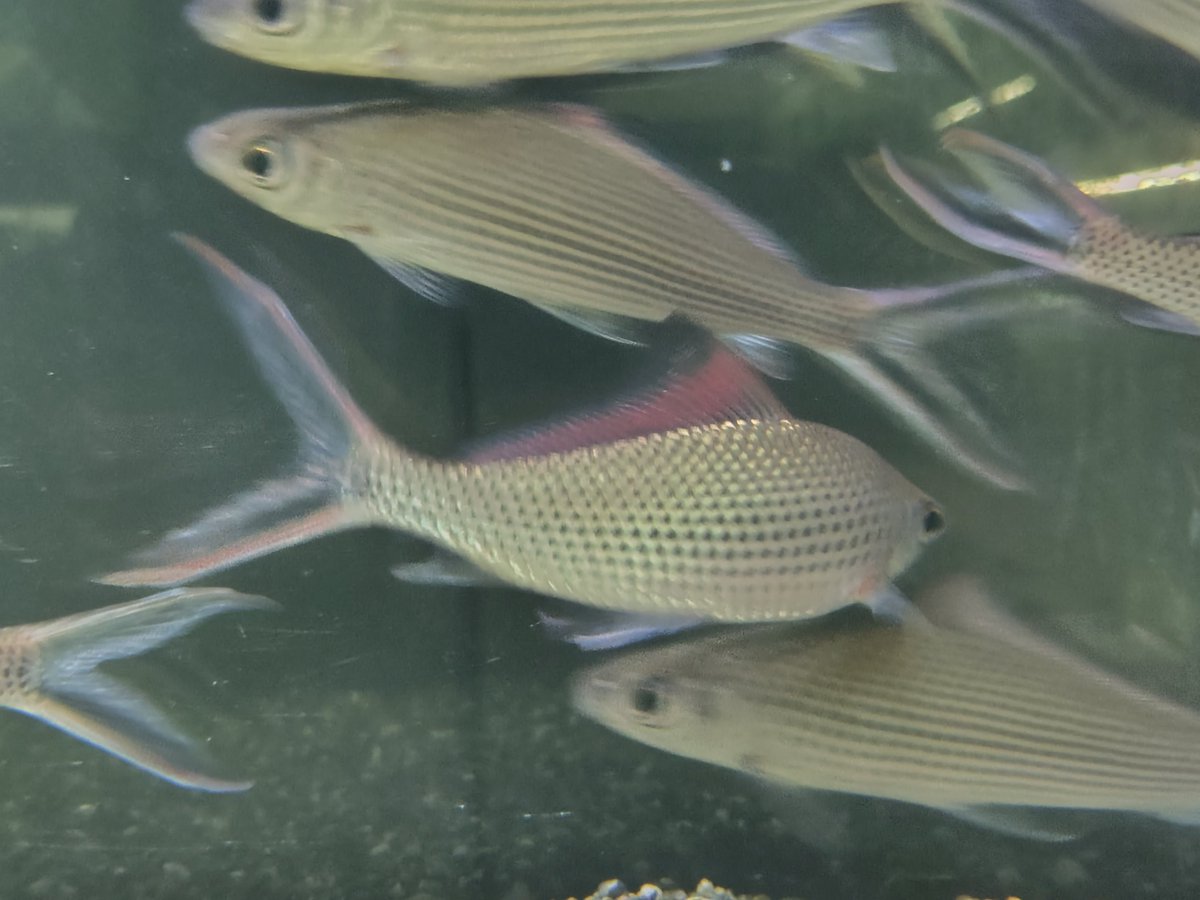 S_Pisces2026's tweet photo. ラビオバルブス フェスティバス
ボルネオ   15cm± https://t.co/nBhutaUJA4