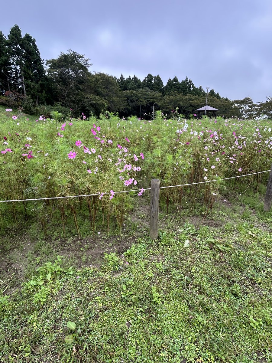 osakicity's tweet photo. 雨の降る前に、松山のコスモスへ。
一面のコスモスに、ほっと和みます🌸 https://t.co/opfjxAYJ9j
