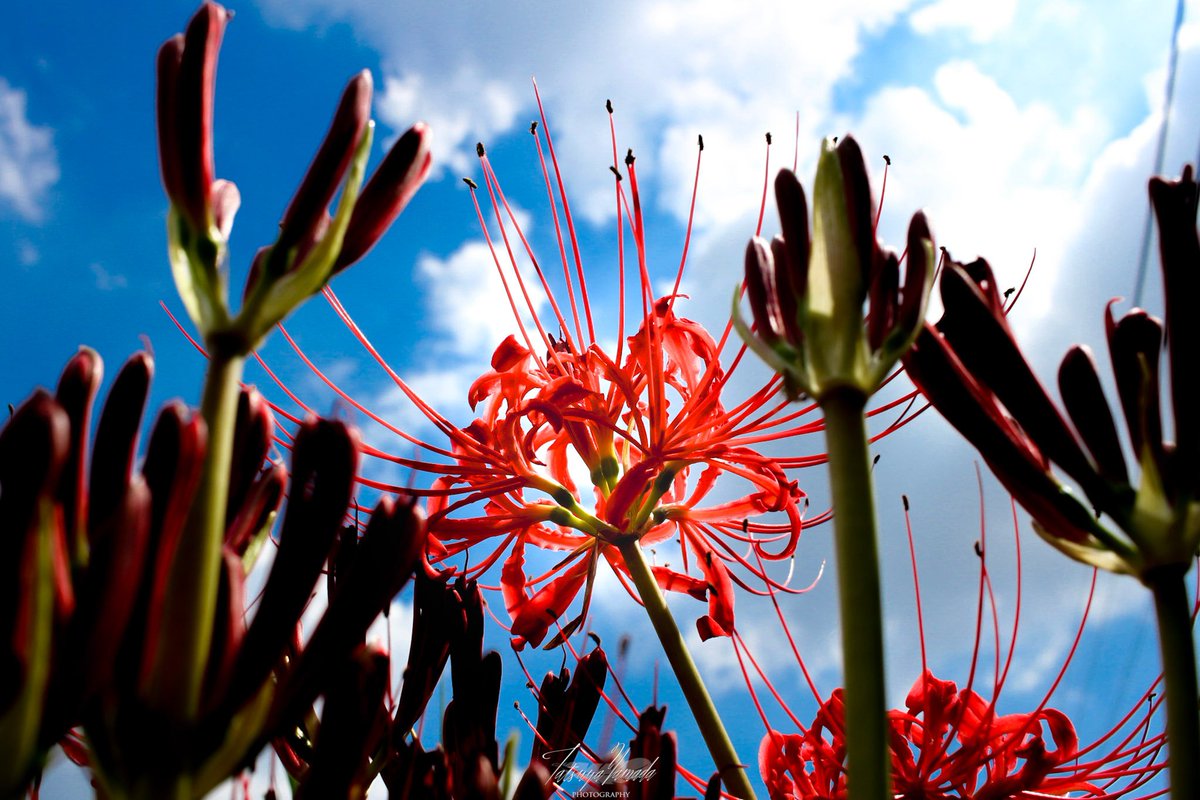 r_photolog's tweet photo. １.カメラ初めたての頃に撮った彼岸花
２.オールドレンズにハマった頃に撮った彼岸花
３.フィルター遊びにハマった頃に撮った彼岸花
４.一周回って半絞りくらいで撮ることを覚えた彼岸花

毎年キチンと成長(という名の散財)を伴いながら少しずつ成長している

あなたはどの彼岸花がお好みですか？ https://t.co/6ctdQZc9WP
