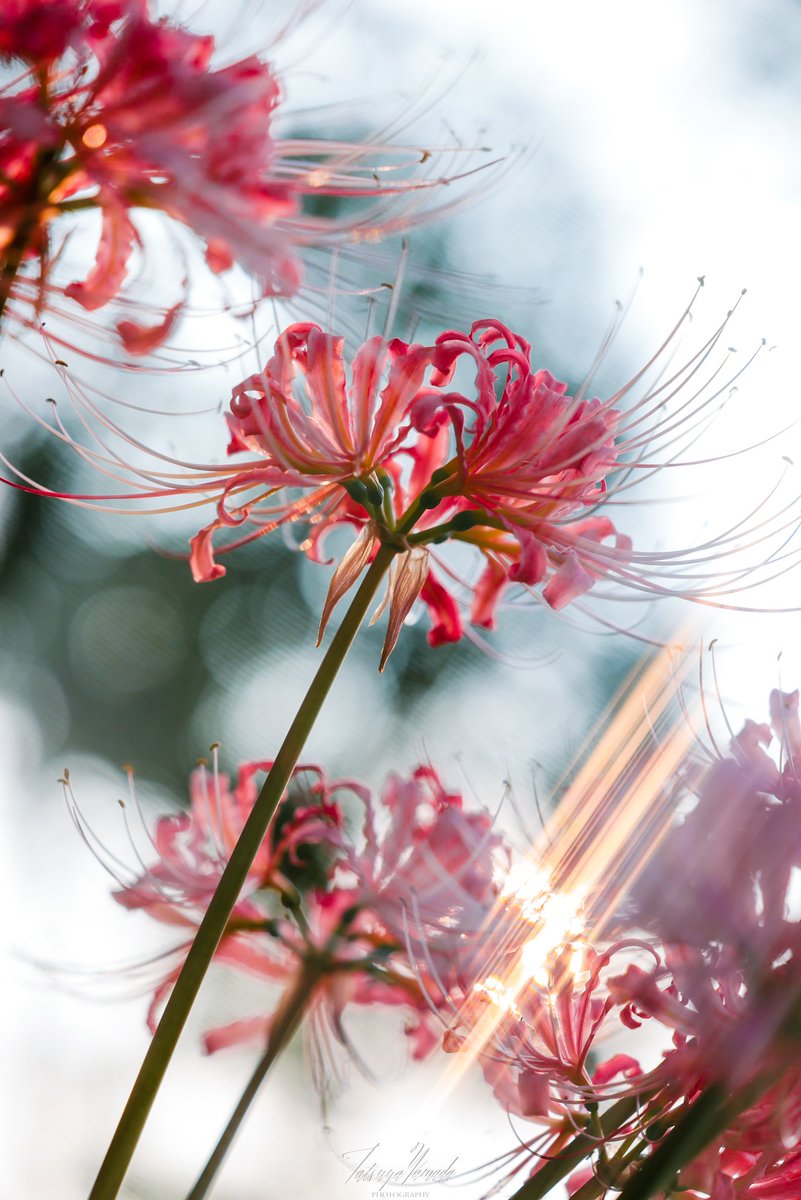 r_photolog's tweet photo. １.カメラ初めたての頃に撮った彼岸花
２.オールドレンズにハマった頃に撮った彼岸花
３.フィルター遊びにハマった頃に撮った彼岸花
４.一周回って半絞りくらいで撮ることを覚えた彼岸花

毎年キチンと成長(という名の散財)を伴いながら少しずつ成長している

あなたはどの彼岸花がお好みですか？ https://t.co/6ctdQZc9WP