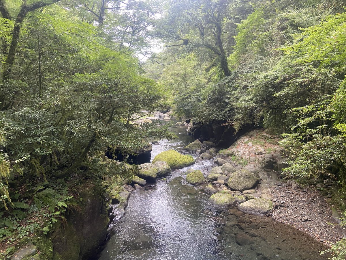 Drei_TAIL2nd's tweet photo. 渓谷に涼みに行ってきた。
ヤマメ美味しい🤤 https://t.co/epYu2q0q9p