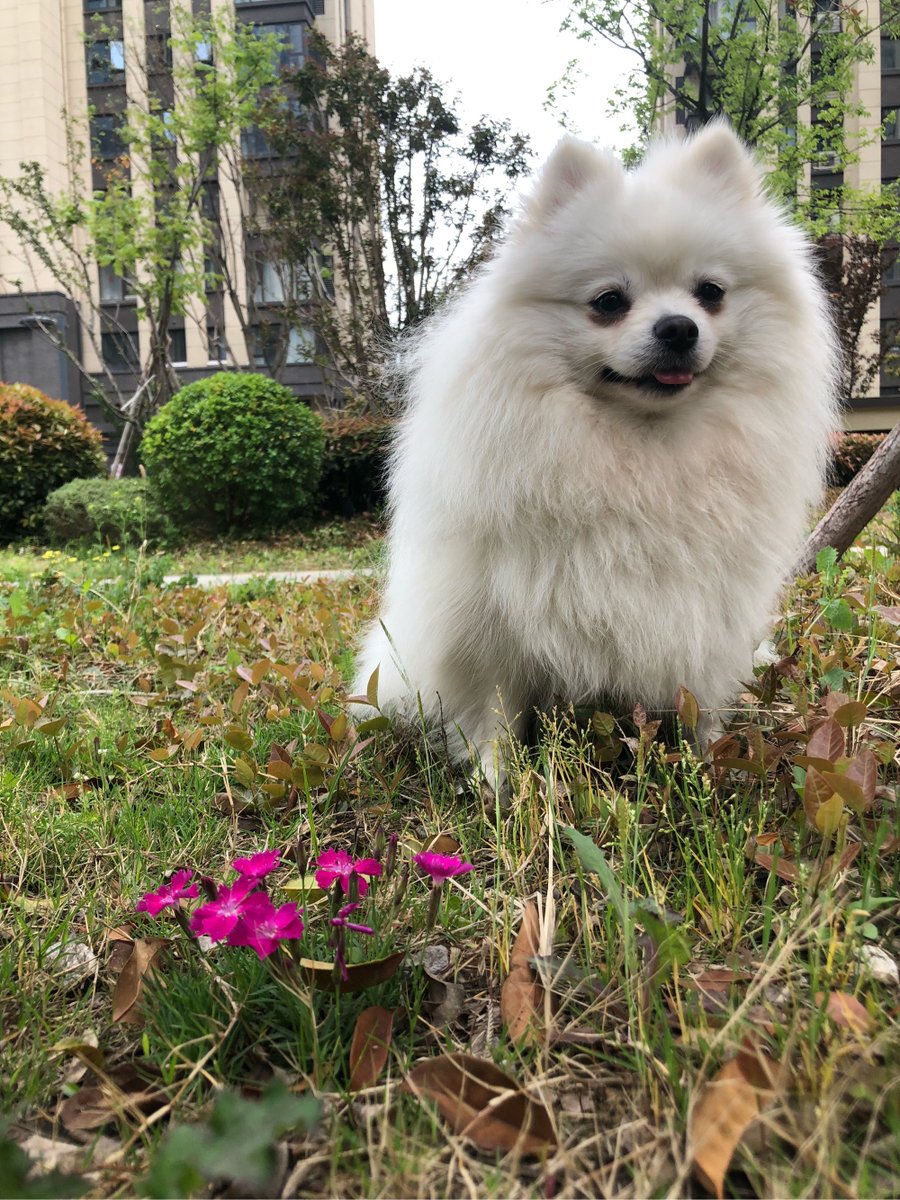 JacquelynSb3's tweet photo. My fur baby hit 6 months today! From wobbly little nugget to zooming furball, every purr u0026 paw step is pure magic.  #PuppyGrowth， https://t.co/gUbzLbDesP