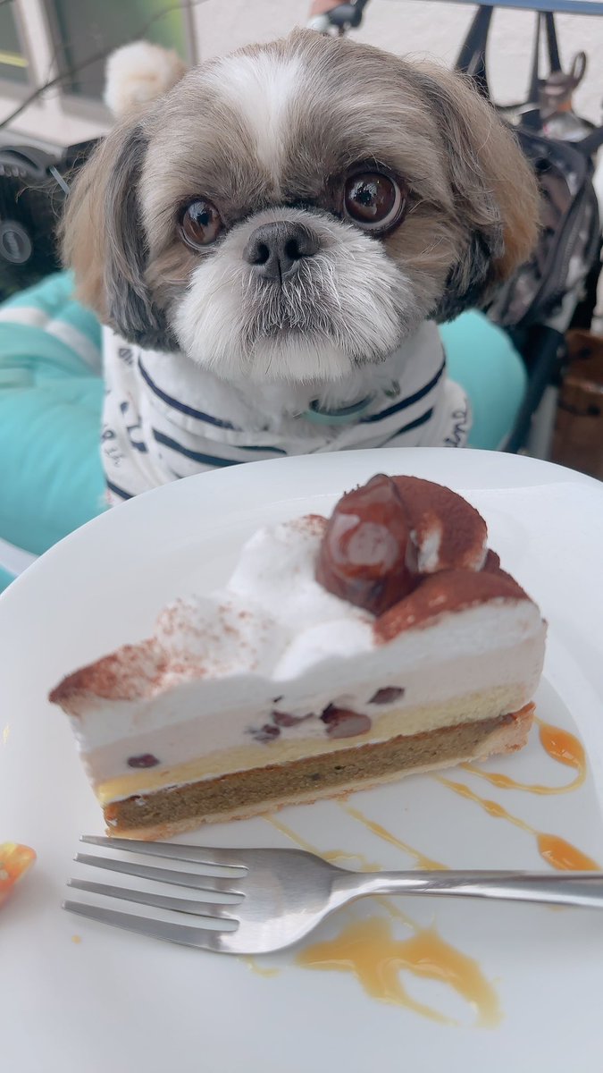 chris49891's tweet photo. シーズー友達とカフェ🐾
#シーズー #shihtzu
#asknowas #asknowasdewan
#snobbishbabies https://t.co/IHGcHcQW9l