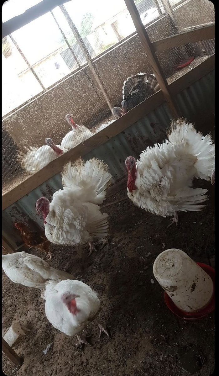 AjiAgroWea7w7q's tweet photo. Work don't stop at Aji AgroWealth LTD 📈 

#Agriculture #Farming #Livestock
#AnimalFarm #Cattle #DairyFarming #Poultry #SheepFarming #FHC #SustainableAgriculture #farmer #OrganicFarming #Ranching #nature #AnimalHusbandry #AnimalFarm #MegaFarm #AjiAgrowealth
#LivestockFarming https://t.co/Is92TM782t