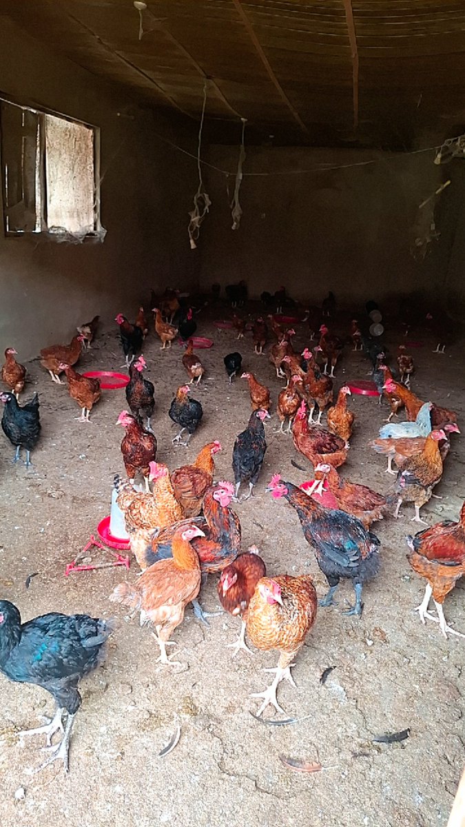 AjiAgroWea7w7q's tweet photo. Work don't stop at Aji AgroWealth LTD 📈 

#Agriculture #Farming #Livestock
#AnimalFarm #Cattle #DairyFarming #Poultry #SheepFarming #FHC #SustainableAgriculture #farmer #OrganicFarming #Ranching #nature #AnimalHusbandry #AnimalFarm #MegaFarm #AjiAgrowealth
#LivestockFarming https://t.co/Is92TM782t
