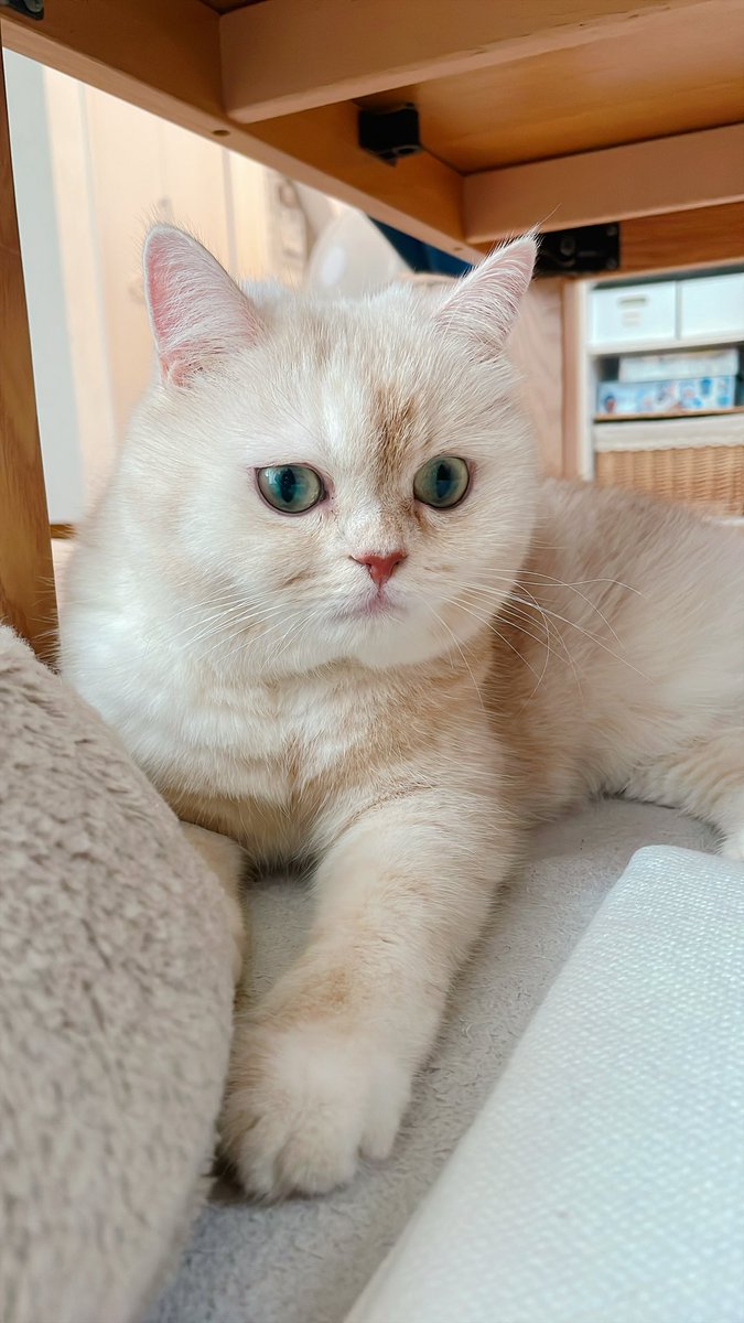 pocket_issa's tweet photo. 猫の立場からすると、明日淋しくお留守番じゃなくなったから良かったかもしれない https://t.co/LZfOE5LYeE
