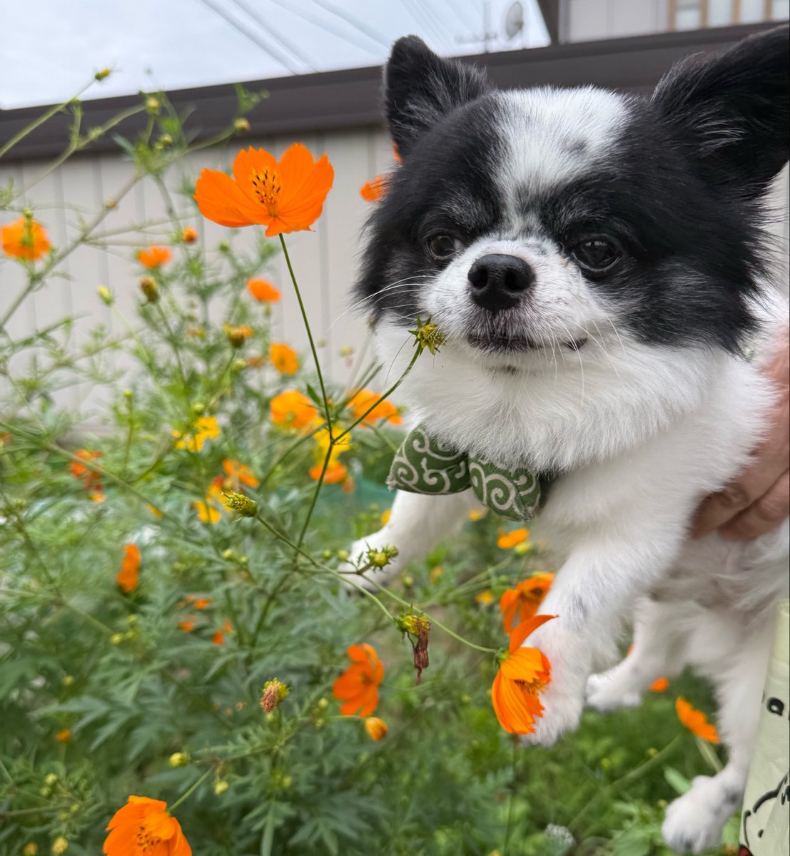chihuahuamame's tweet photo. くちに当たってるんですけど https://t.co/4YeLOVOV06