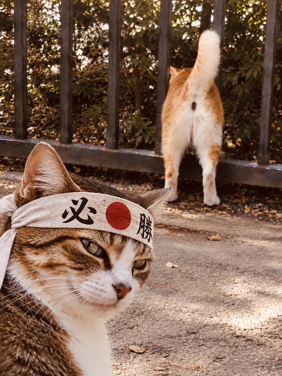 memehubarc's tweet photo. @Poloniex $CatFu https://t.co/b8qWKu9S7h