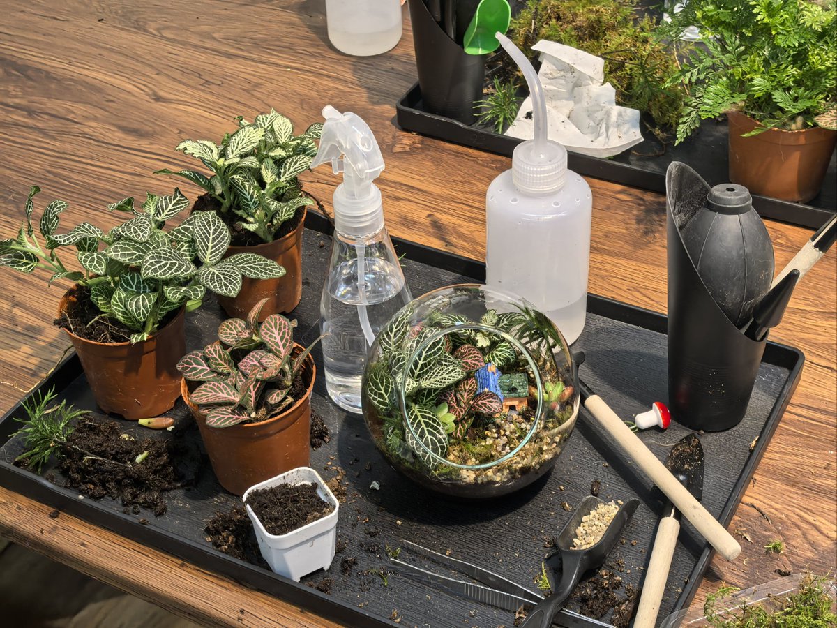 Bernardine4hn's tweet photo. Turn an old glass jar into a cute indoor succulent planter! Quick, cheap and zero waste—small wins for home decor u0026 the planet. https://t.co/GxgrOInHhl