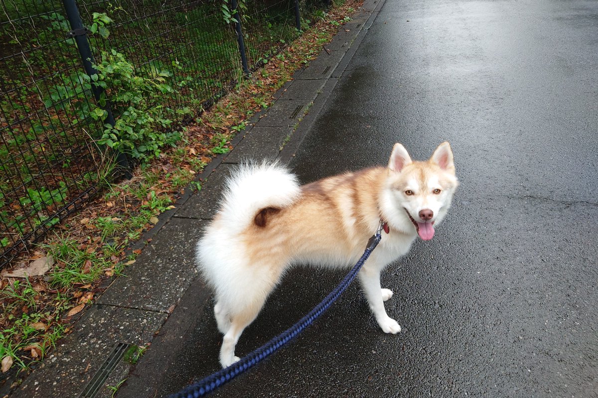 pululunlu's tweet photo. 朝の犬の散歩は裏の公園に行くのですが、桜の木が多く

『犬に毛虫を踏ませないようにリードを微調整しながら散歩を完遂せよ』

というミッションが発生する https://t.co/gBKumSDCOO