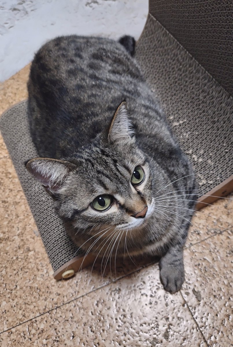cat_56chan tweet picture