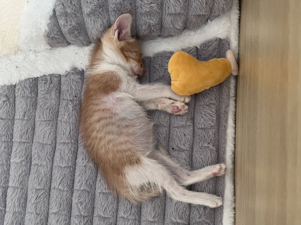 kogamz's tweet photo. 밥을 너무 많이 주나…… https://t.co/oVyAw6pSvj