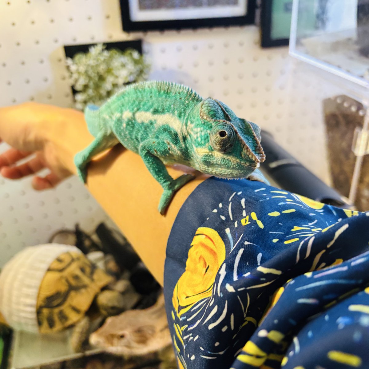MarmotCoffee's tweet photo. しがみつくシナモくん🩵🥰 https://t.co/j756TQb1I4