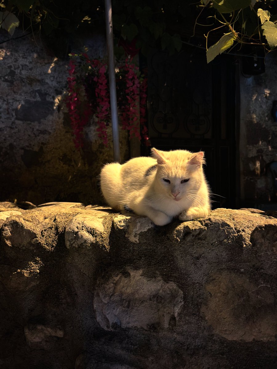 substrata_1218's tweet photo. amasra kedileri appreciation post https://t.co/KKczzEsPtP