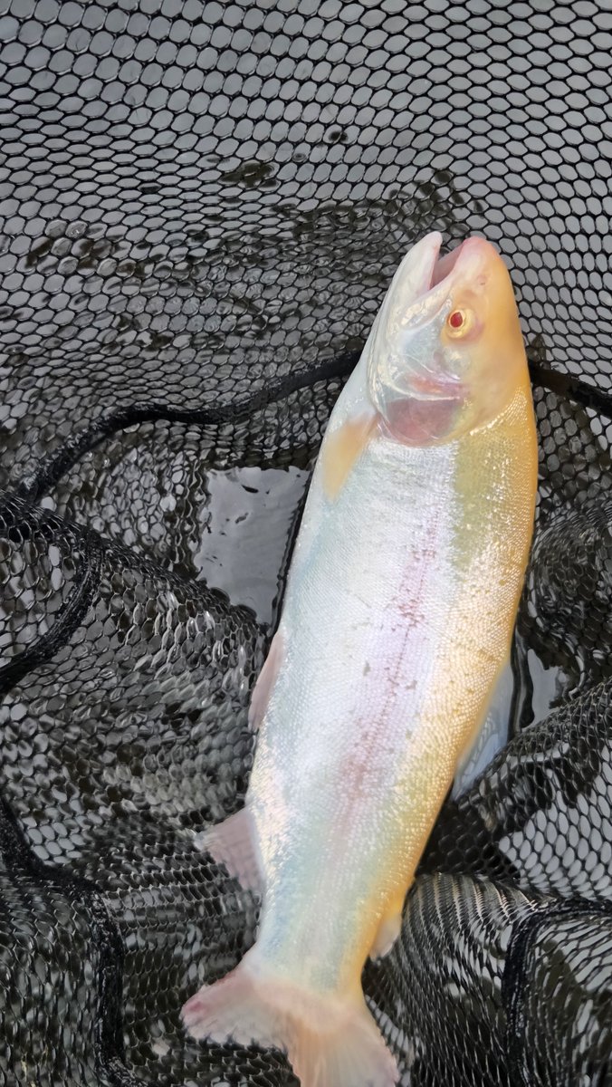 Nj9Thvje90UV783's tweet photo. 🎣今日は蔵王フォレストスプリングスさんへ！

朝は雨☔から回復🌤️
プレミアムX 0.5gの巻きフォールでコンスタントに🐟✨

放流は虎龍0.9gで特大サイズもGET🔥
埼玉から来た釣り友さんと楽しい1日でした😊👏

#蔵王フォレストスプリングス #neoSTYLE #EMT #エリアトラウト https://t.co/eZha1sKFv6