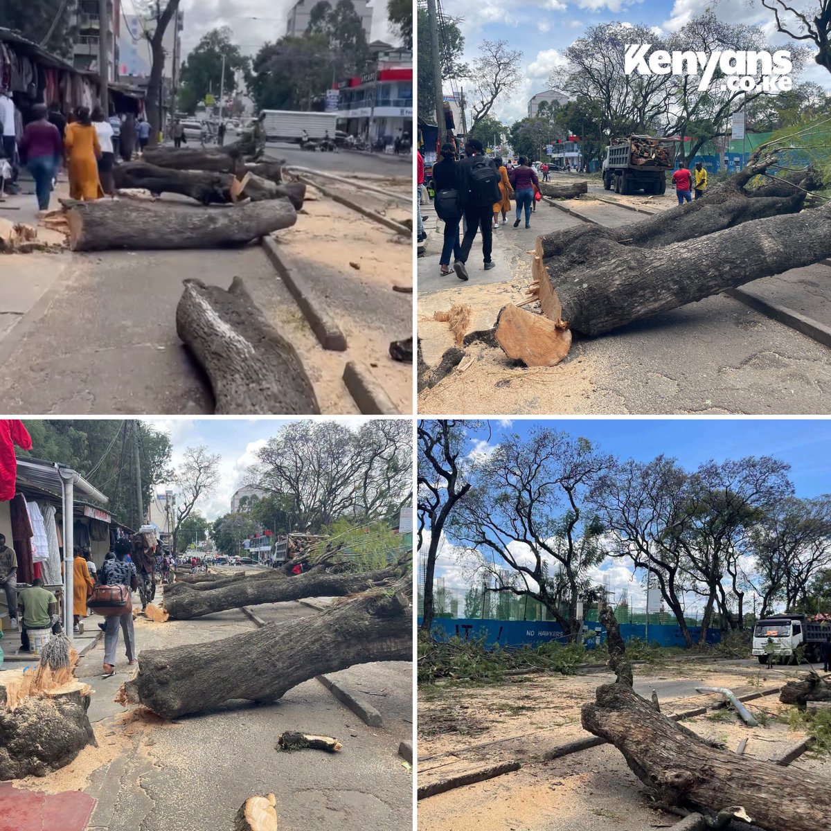 Kenyans's tweet photo. Iconic trees along Oginga Odinga Road in Nakuru cut down to allow road expansion https://t.co/UXyya3OtJf