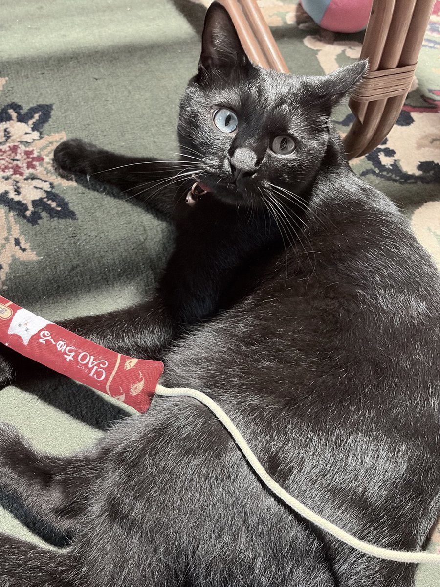 N310N666's tweet photo. 載せれるものがないので親の実家のデカ猫見てください🐈‍⬛ https://t.co/DaC807iEGa