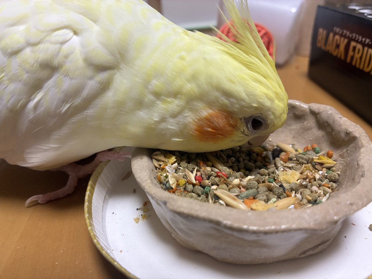 ryo_kobudo's tweet photo. ご飯入れ替えたよー✨
 #オカメインコ https://t.co/iZGGlQacMc