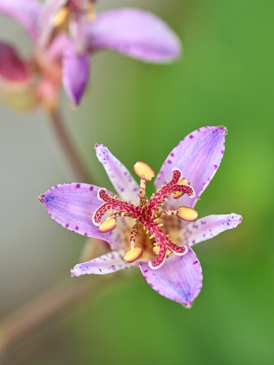msoasis117's tweet photo. ホトトギスが咲き始めた
#杜鵑草 #toadlily #flowers #花のある暮らし #ガーデニング https://t.co/q5MdMqLQFv