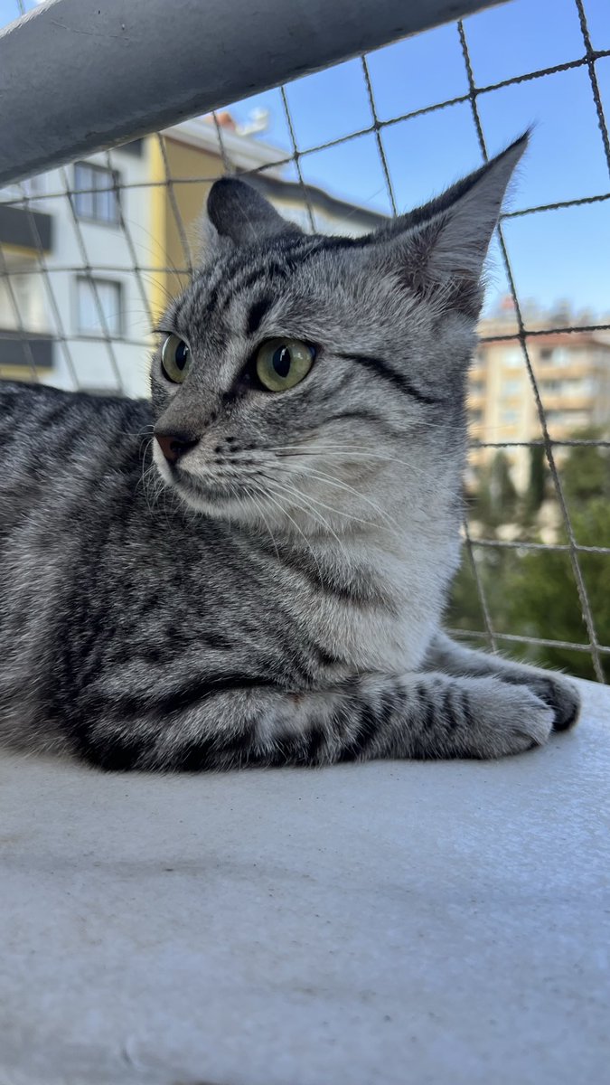 EzgisuPolat's tweet photo. Yaşatmak için dört ay çabaladım 
Çok ciddi kırıkları vardı ve Fip geçirdi 
Bade yuva arıyor 
Kısır 1 yaşında https://t.co/Qho3qZH0XD