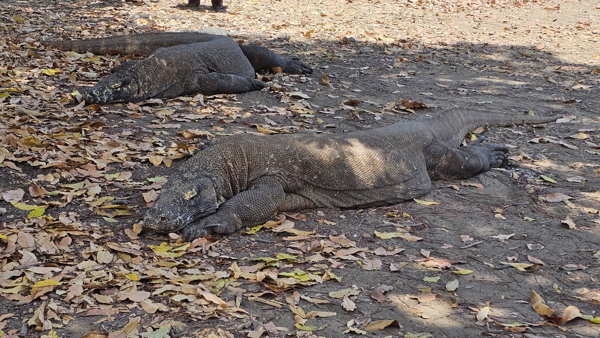 iruru_sv's tweet photo. NTT Komodo island https://t.co/aDyNt9AlKX
