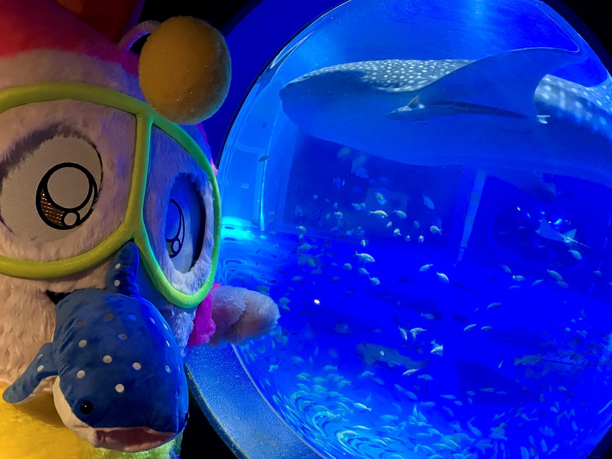 pukumaru2929's tweet photo. のとじま水族館「ジンベエザメ館 青の世界」 https://t.co/sDFCwmMF2s