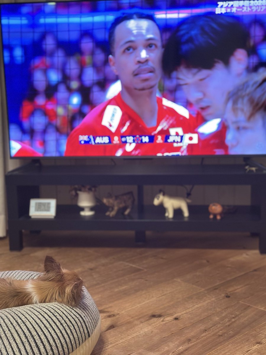 TAKAHASHIquid's tweet photo. ドキドキしながら試合を見る母の目をよそにゆる〜くラリーを受け流す、ウチのイッヌ🐶。

 #エバデダン・ラリー
 #アジア選手権
 #受け流す https://t.co/MH1pWpnreR