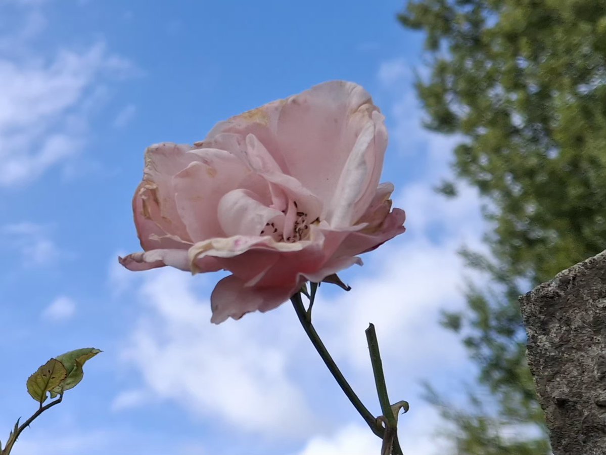CAYMUSOCAUGHEY's tweet photo. @CAYMUSOCAUGHEY π¦
Random Roses
#Random #Flower #Flowers #WildFlowers #GardenFlowers #Nature #FlowersOfTwitter #LittleThingsMatter #Garden #Gardens #Gardening #Rose #Roses #Rosebud #Rosebuds #RoseBush #RoseBushes #RosesOfTwitter #Plant #Plants #Bush #Bushes https://t.co/5muuACSHUB