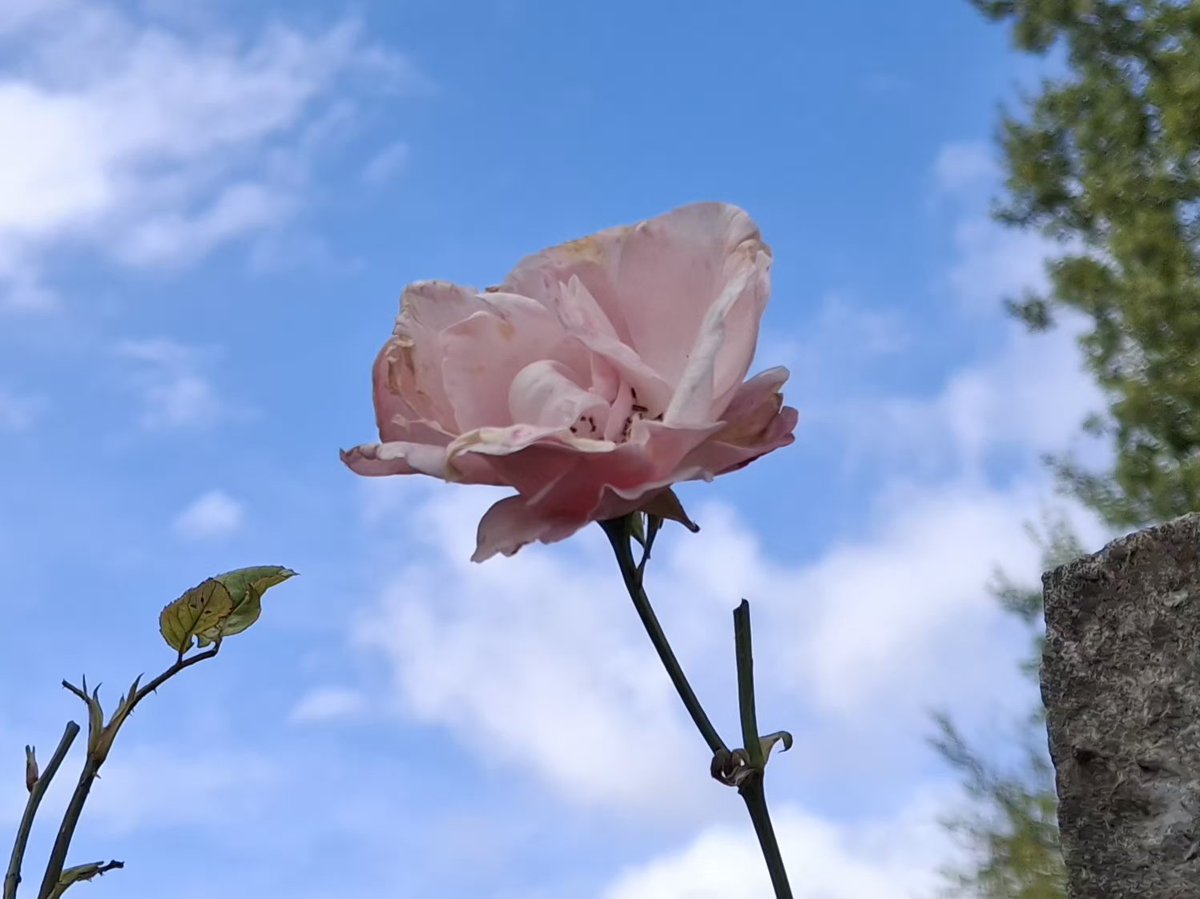 CAYMUSOCAUGHEY's tweet photo. @CAYMUSOCAUGHEY π¦
Random Roses
#Random #Flower #Flowers #WildFlowers #GardenFlowers #Nature #FlowersOfTwitter #LittleThingsMatter #Garden #Gardens #Gardening #Rose #Roses #Rosebud #Rosebuds #RoseBush #RoseBushes #RosesOfTwitter #Plant #Plants #Bush #Bushes https://t.co/5muuACSHUB