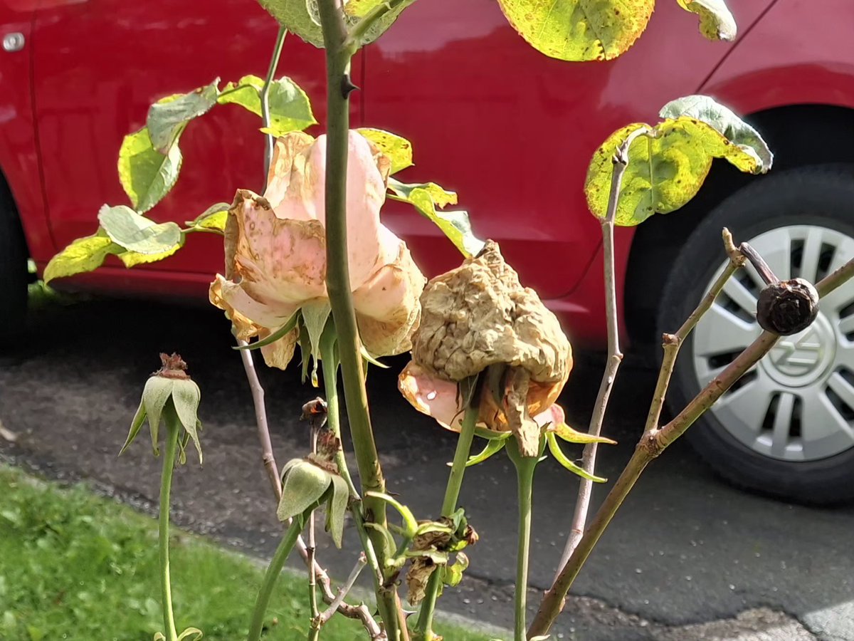 CAYMUSOCAUGHEY's tweet photo. @CAYMUSOCAUGHEY π¦
Random Roses
#Random #Flower #Flowers #WildFlowers #GardenFlowers #Nature #FlowersOfTwitter #LittleThingsMatter #Garden #Gardens #Gardening #Rose #Roses #Rosebud #Rosebuds #RoseBush #RoseBushes #RosesOfTwitter #Plant #Plants #Bush #Bushes https://t.co/vBZET7bOuZ